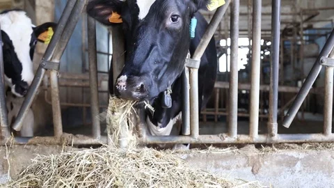 Cow in the barn Stock Footage 89554157