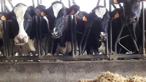 Cow in the barn Stock Footage 89555323