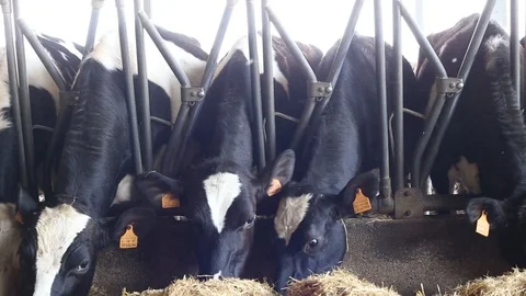 Cow in the barn Stock Footage 89555681