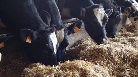 Cow in the barn Stock Footage 89555807