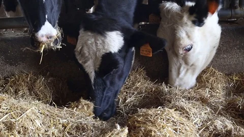 Cow in the barn Stock Footage 89555834