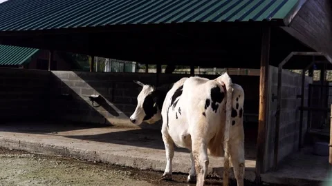 Cow on a barn Stock Footage 171535198
