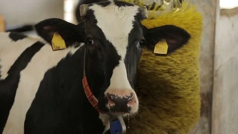 The cow in the barn looking directly into the camera frame Stock Footage 73553770