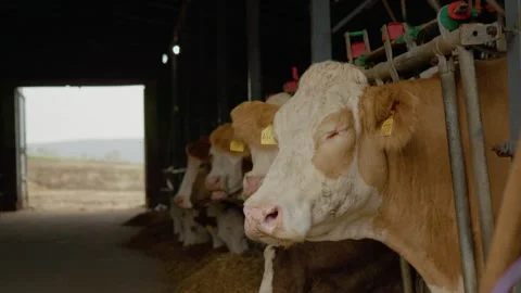 Cow in barn looking directly at the camera surrounded by other cattle Stock Footage 302919607