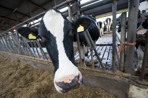 Cow in barn Stock Photos