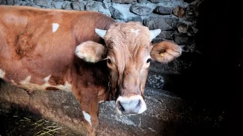 The cow in the barn. Stock Photos