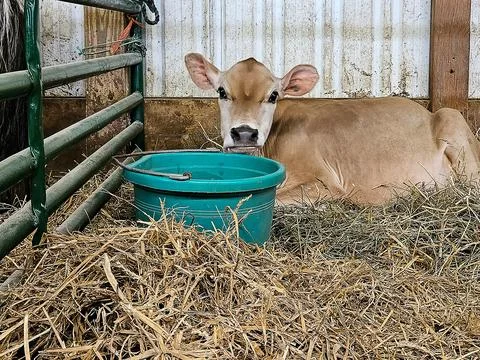 Cow In Barn Stall Stock Photos