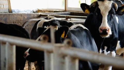 Cow In the Barn Staring at Camera Stock Footage 76332288