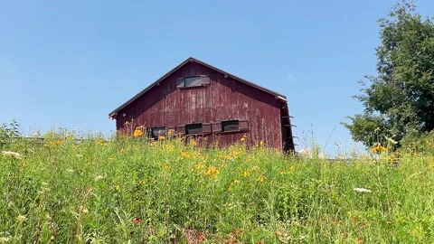Cow Barn View Video stock 246332003