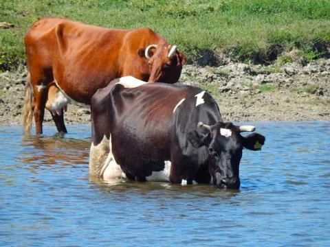 Cow is bathing in the river cattle Stock Photos
