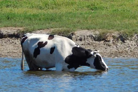 Cow is bathing in the river cattle Stock Photos