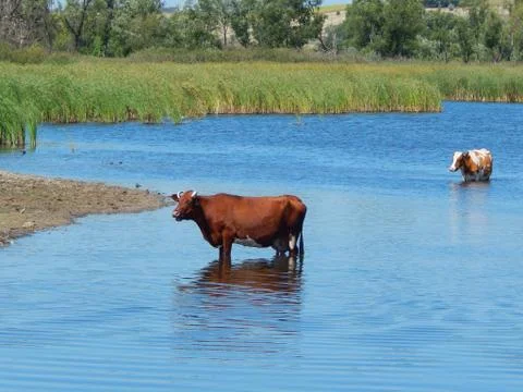 Cow is bathing in the river cattle Foto stock