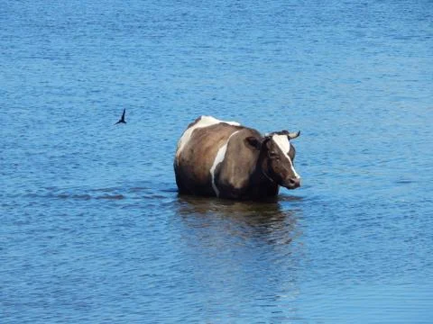 Cow is bathing in the river cattle Stock Photos