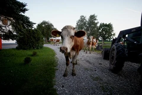 A cow in Bavaria Stock Photos