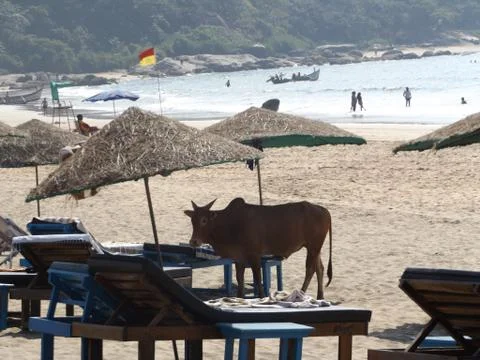 Cow On Beach Chilling Under Sun Umbrella Stock Photos