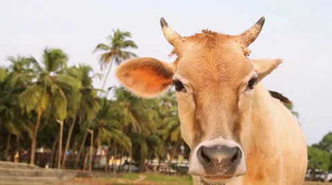 Cow on the beach Stock Footage 26241272