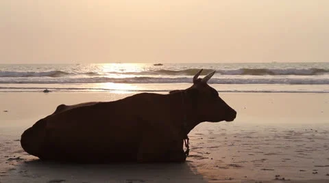 Cow on the beach Video stock 26241401