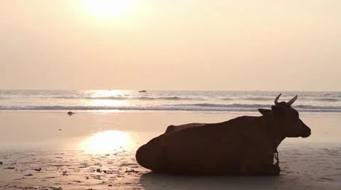 Cow on the beach Video stock 26241416