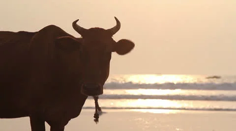 Cow on the beach Video stock 26241659