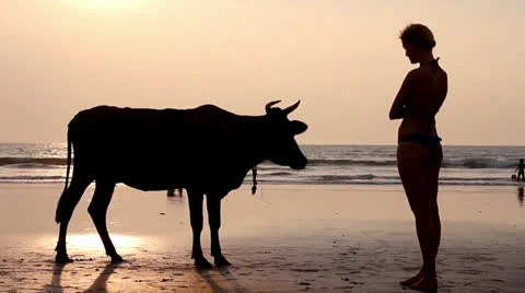 Cow on the beach Video stock 26241678