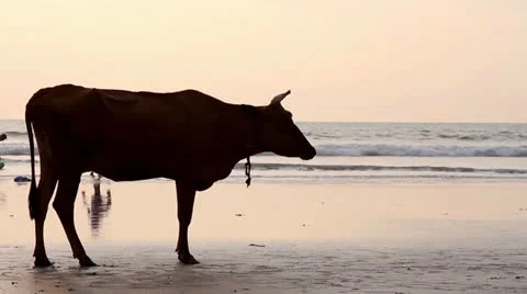 Cow on the beach Stock Footage 26241694