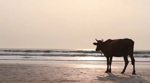 Cow on the beach Video stock 26241915