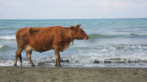 Cow on the beach Stock Footage 41829772