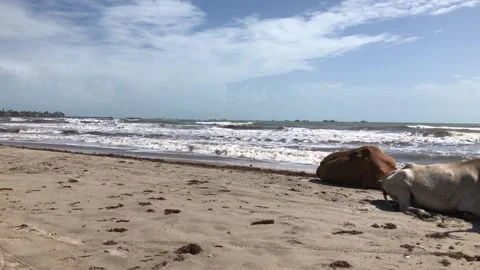Cow on beach Stock Footage 203777362