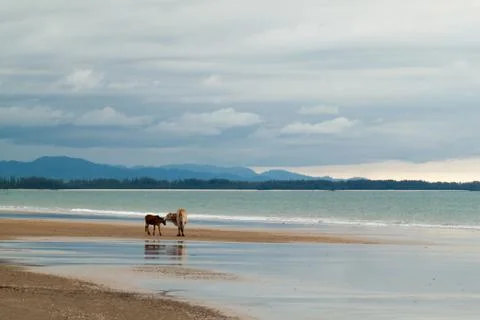 Cow on the beach Stock Photos