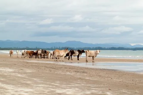 Cow on the beach Stock Photos