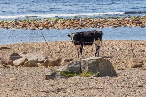 Cow on the beach Stock Photos