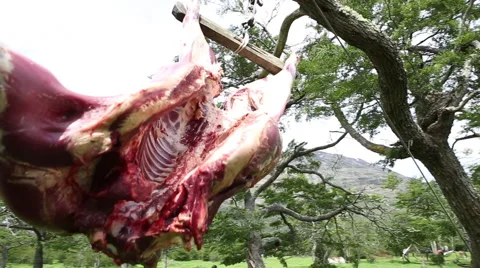 Cow beef hanging from trees 動画素材 50963393