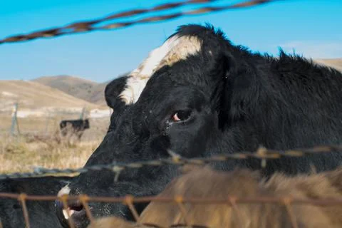 Cow behind barbed wire Stock Photos