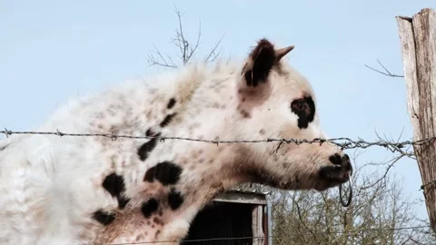Cow behind barbed wire. A white and black cow with a nose ring against a bl.. Video stock 237224462