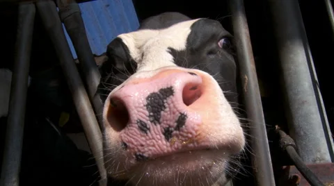 Cow behind bars in Dutch cowshed interacting, playing &amp; licking camera lens #1 Stock Footage 42490129
