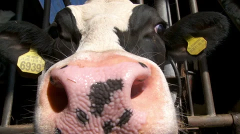 Cow behind bars in Dutch cowshed interacting, playing &amp; licking camera lens #2 Stock Footage 42490180