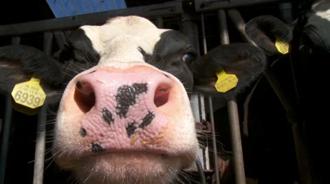 Cow behind bars in Dutch cowshed interacting, playing &amp; licking camera lens #3 Stock Footage 42490435