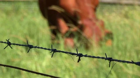 Cow behind fence Stock Footage 1068690