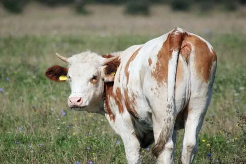 Cow from behind Stock Photos