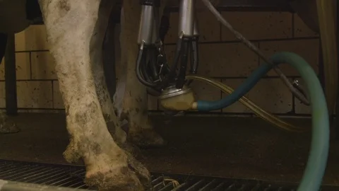 Cow Being Milked Stock-Footage 112271173