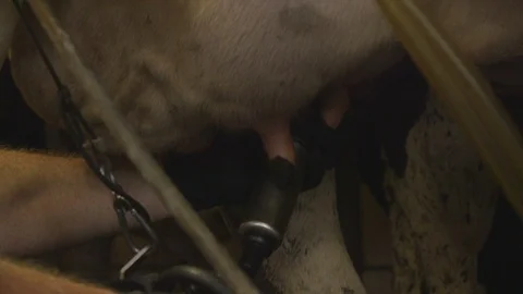 Cow Being Milked 스톡 동영상 112271253