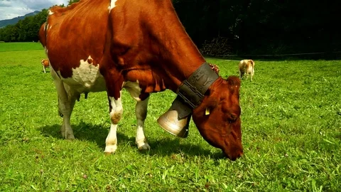 Cow with a bell grazing on Alpine meadows. Gruyeres, Switzerland. Stock Footage 82396492