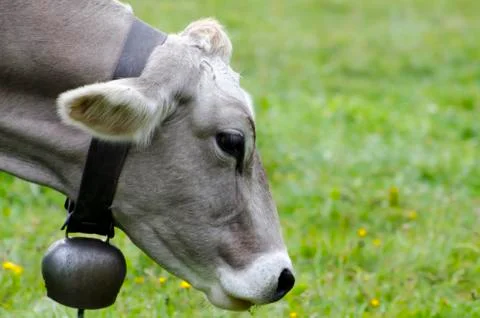 Cow with Bell Stock-Fotos