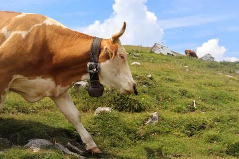 Cow With A Bell Stock Photos