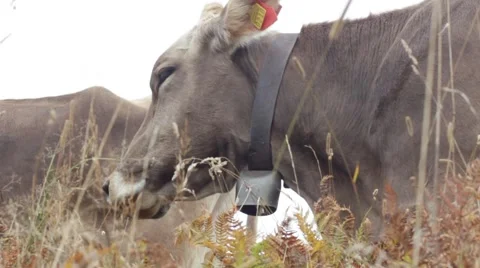 Cow Bells Stock Footage 4952405