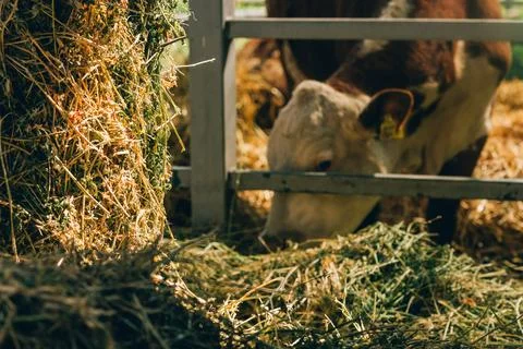 Cow bends its head to eat fresh hay beside stacked hay bales in a sunlit ba.. Stock Photos