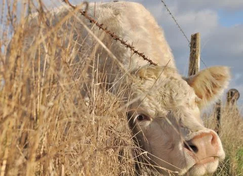 Cow between the wire Stock Photos