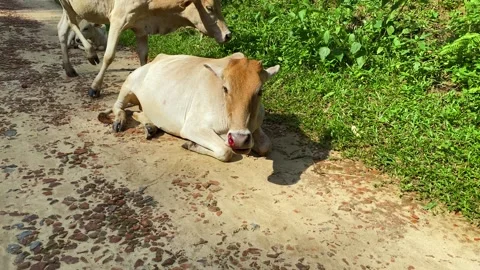 Cow with a bleeding nose lying on a dirt path beside tea garden at Khadimnagar Stock Footage 340299852