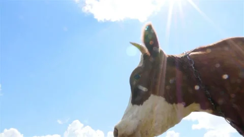 A cow on a blue sky background. Close-up. Stock Footage 95651026