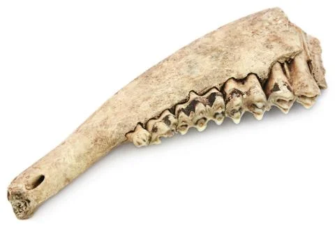 Cow bone of Jaw Stock Photos